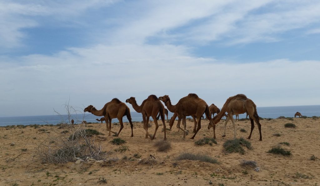 Camels, Qeshm
