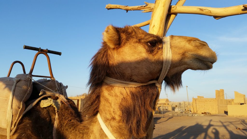 Camel riding, Iran