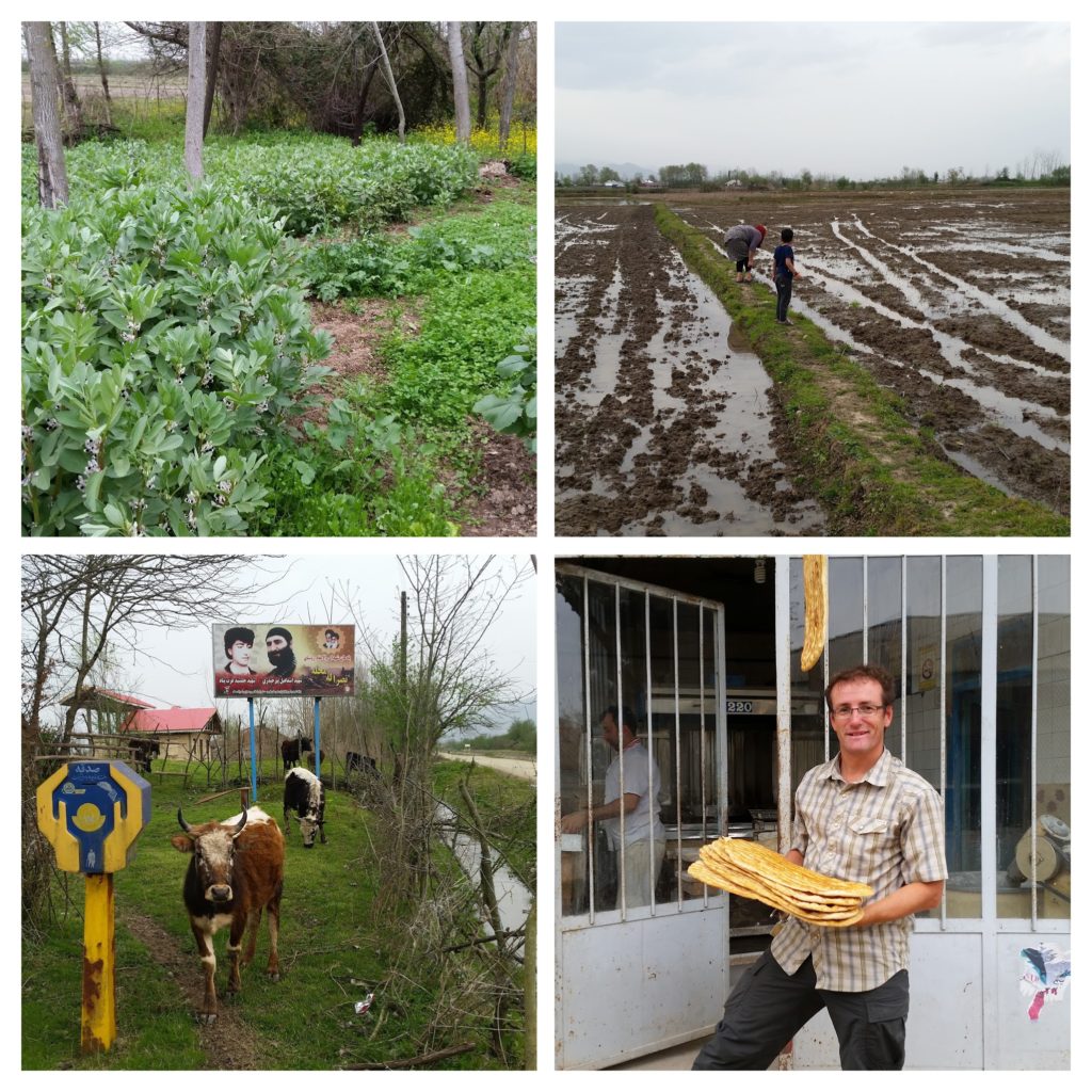 Hosts' vege garden, flooded rice fields, cows by the canal, Antony outside the local bread shop. 