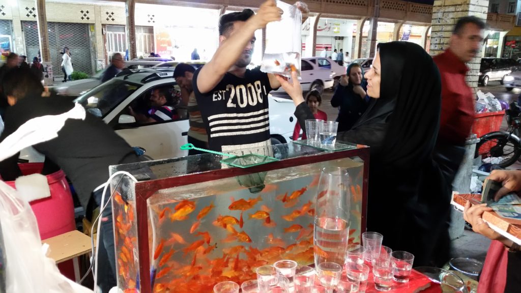 Purchasing Goldfish in Ahvaz.